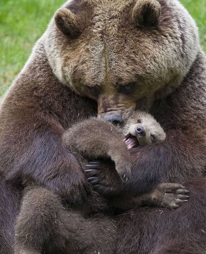 136 Adorable And Beautiful Animals That Might Brighten Up Your Day