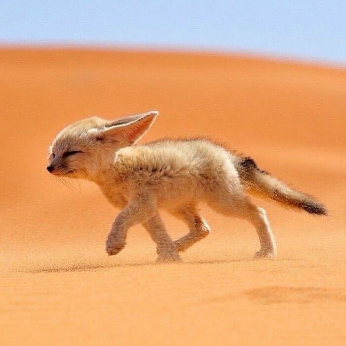 136 Adorable And Beautiful Animals That Might Brighten Up Your Day