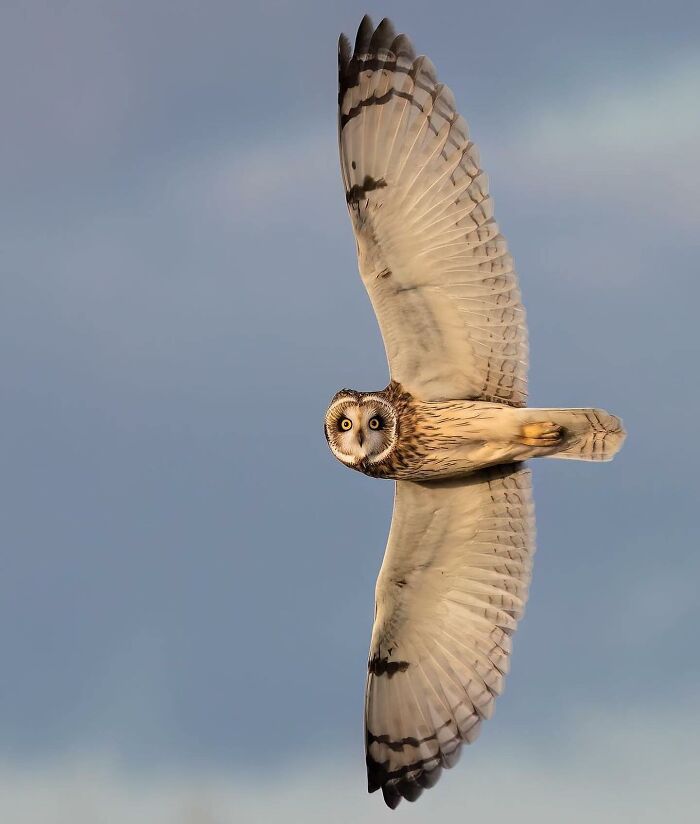 136 Adorable And Beautiful Animals That Might Brighten Up Your Day
