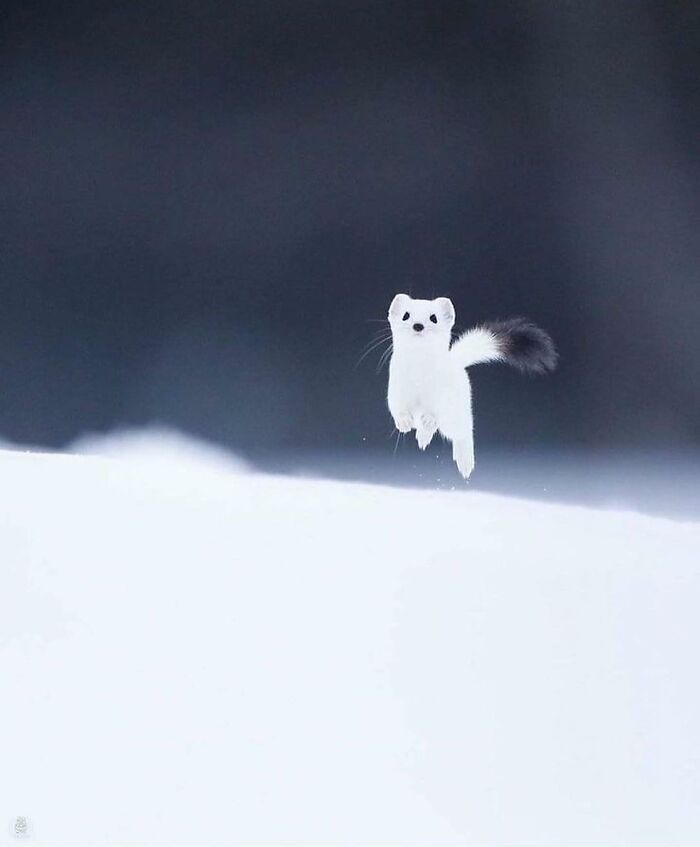 136 Adorable And Beautiful Animals That Might Brighten Up Your Day
