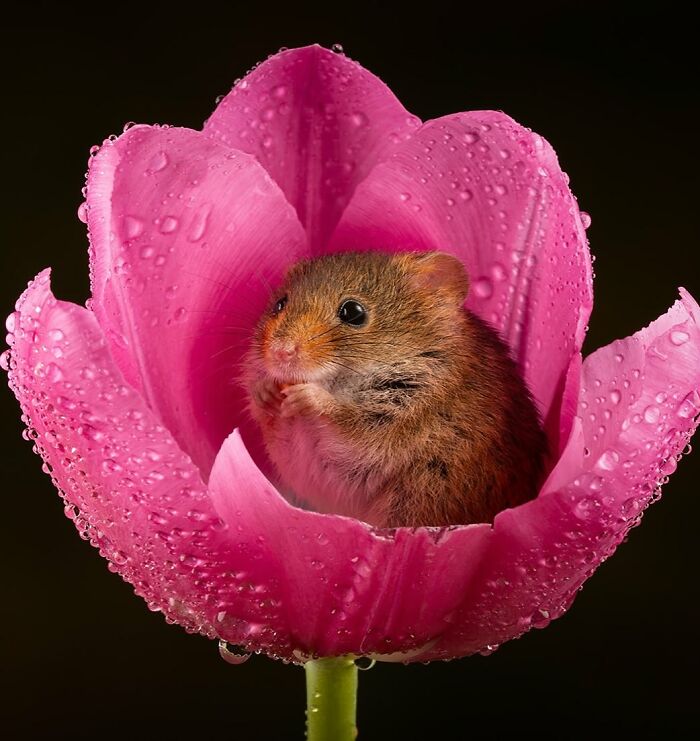 136 Adorable And Beautiful Animals That Might Brighten Up Your Day