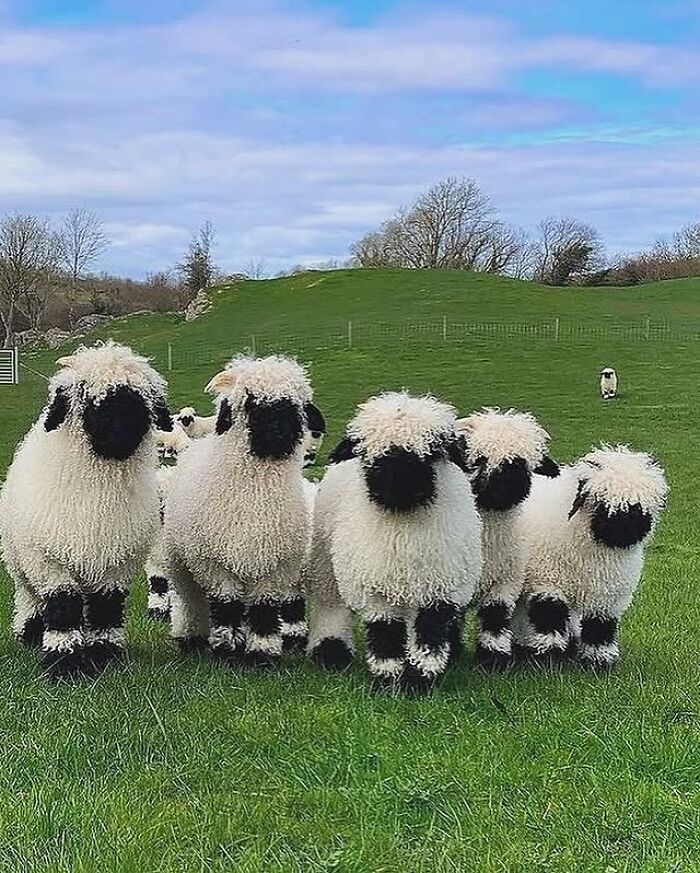136 Adorable And Beautiful Animals That Might Brighten Up Your Day