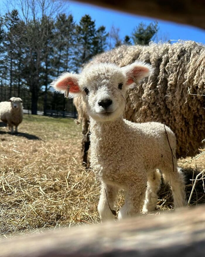136 Adorable And Beautiful Animals That Might Brighten Up Your Day