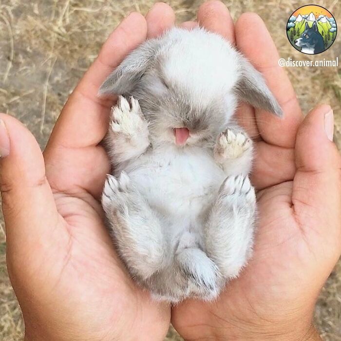 136 Adorable And Beautiful Animals That Might Brighten Up Your Day