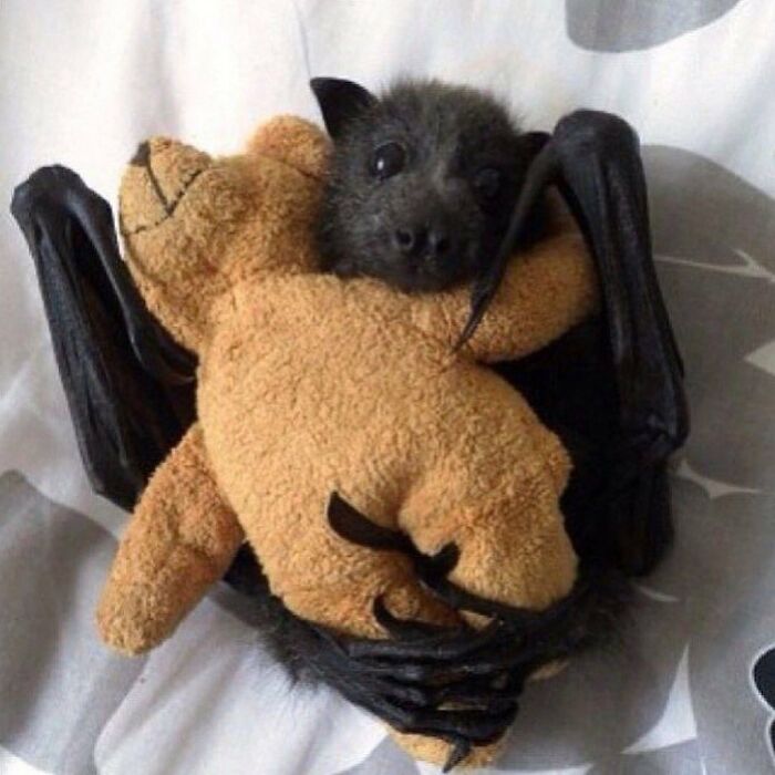 136 Adorable And Beautiful Animals That Might Brighten Up Your Day