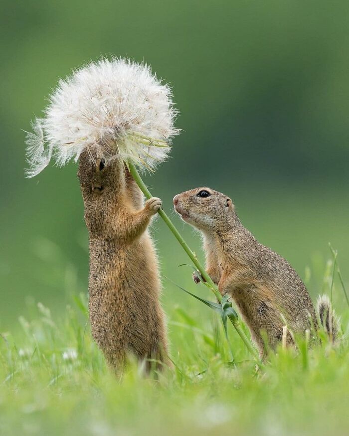 136 Adorable And Beautiful Animals That Might Brighten Up Your Day