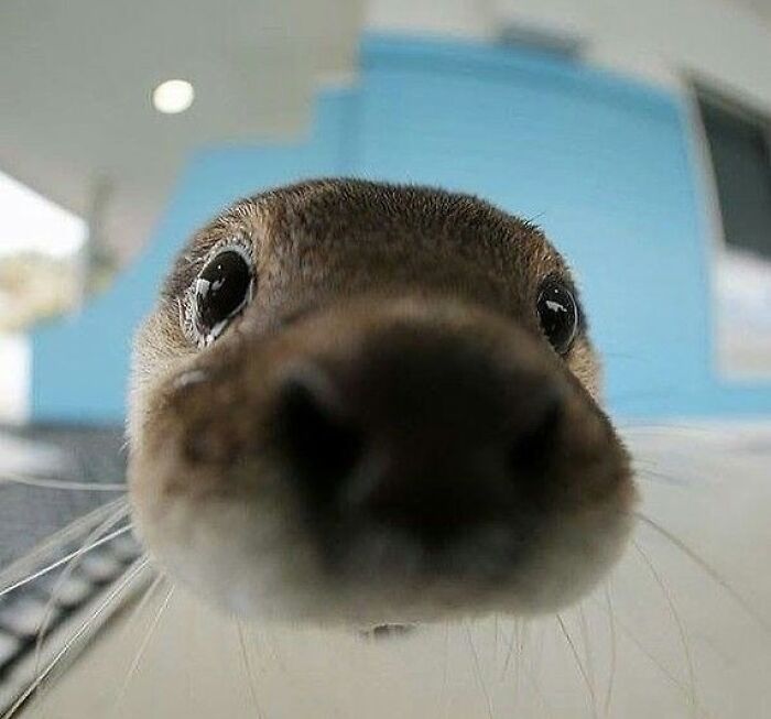 136 Adorable And Beautiful Animals That Might Brighten Up Your Day