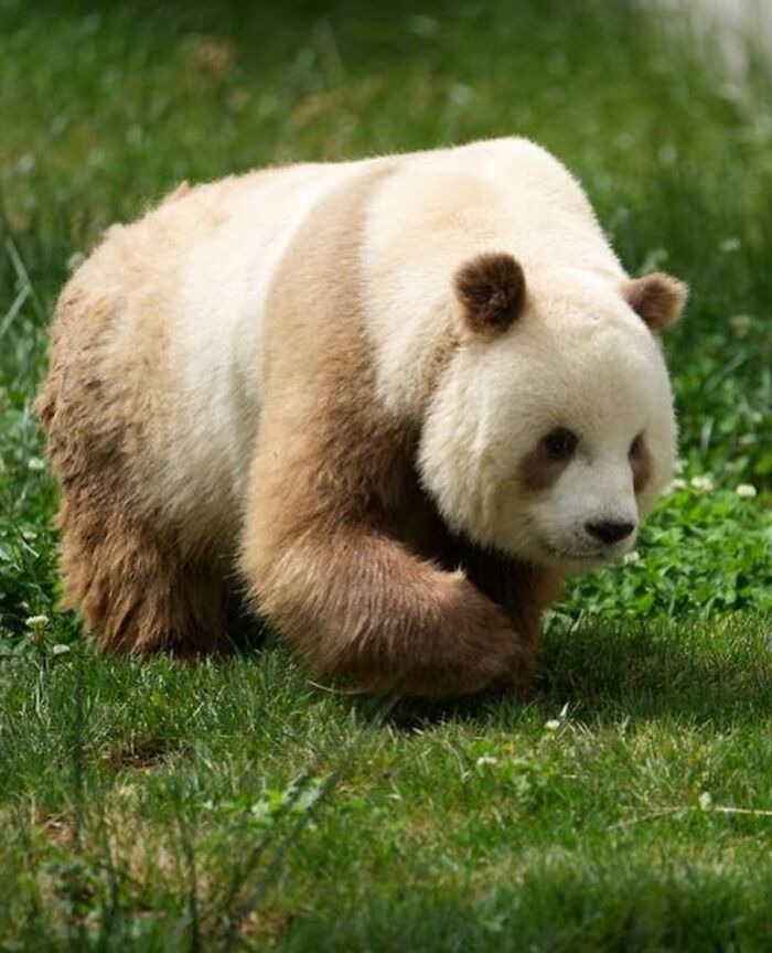 136 Adorable And Beautiful Animals That Might Brighten Up Your Day