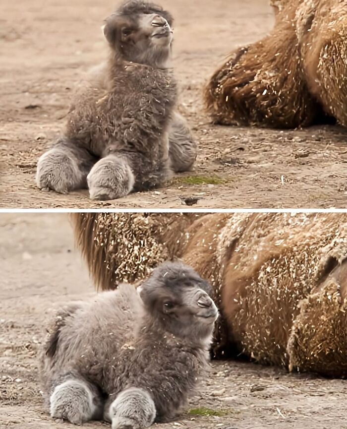 136 Adorable And Beautiful Animals That Might Brighten Up Your Day