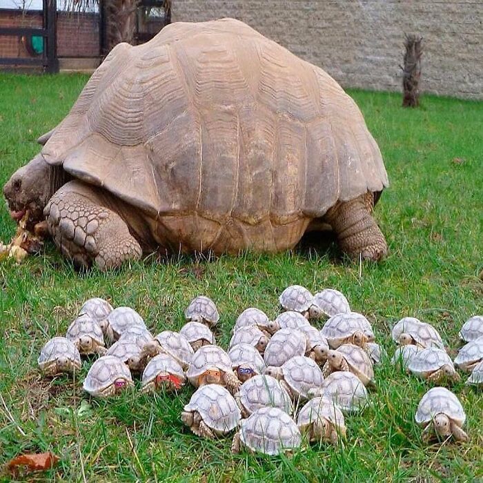 136 Adorable And Beautiful Animals That Might Brighten Up Your Day