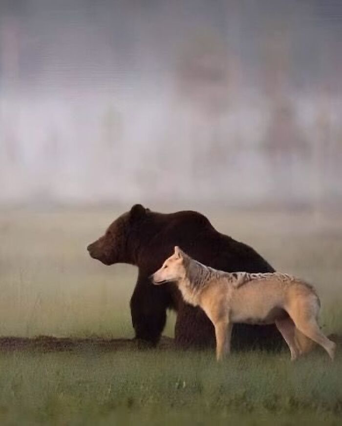136 Adorable And Beautiful Animals That Might Brighten Up Your Day