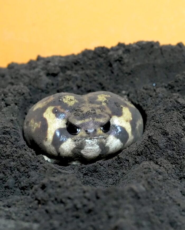 136 Adorable And Beautiful Animals That Might Brighten Up Your Day