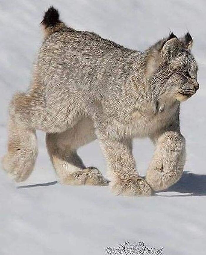 136 Adorable And Beautiful Animals That Might Brighten Up Your Day