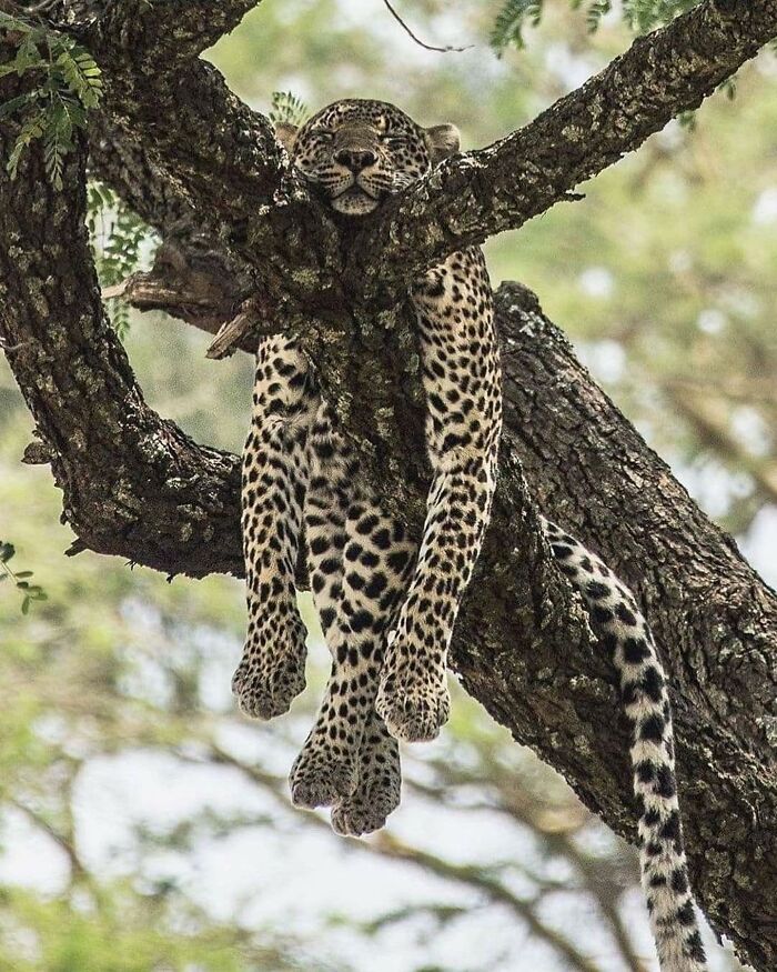 136 Adorable And Beautiful Animals That Might Brighten Up Your Day