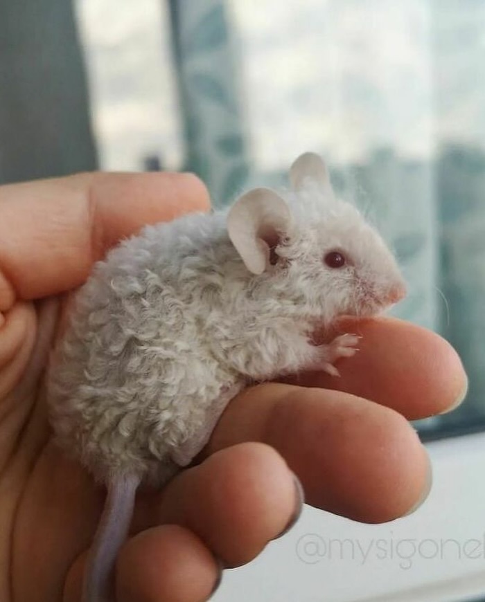 136 Adorable And Beautiful Animals That Might Brighten Up Your Day