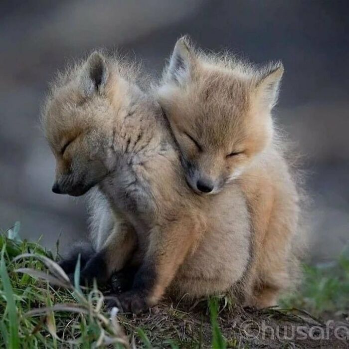 136 Adorable And Beautiful Animals That Might Brighten Up Your Day
