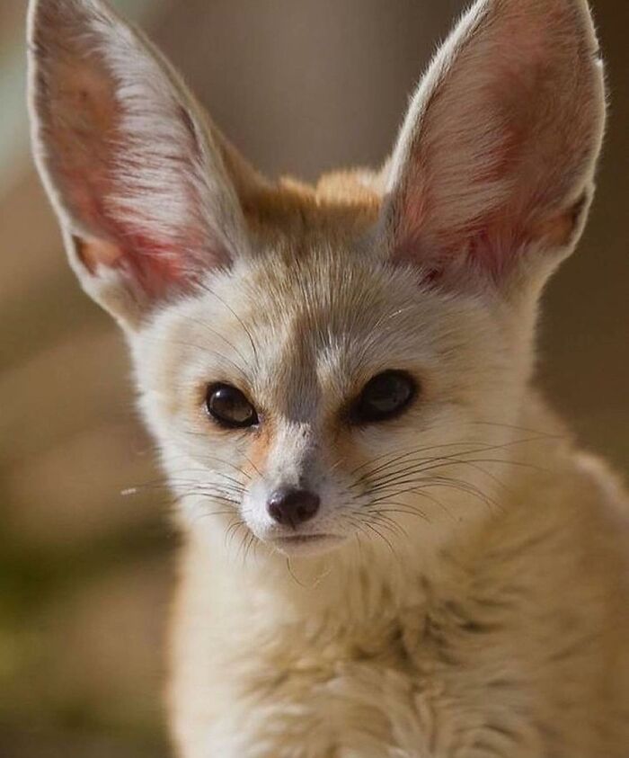 136 Adorable And Beautiful Animals That Might Brighten Up Your Day