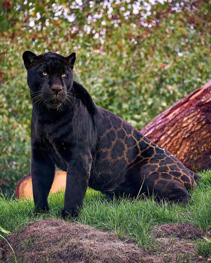 136 Adorable And Beautiful Animals That Might Brighten Up Your Day