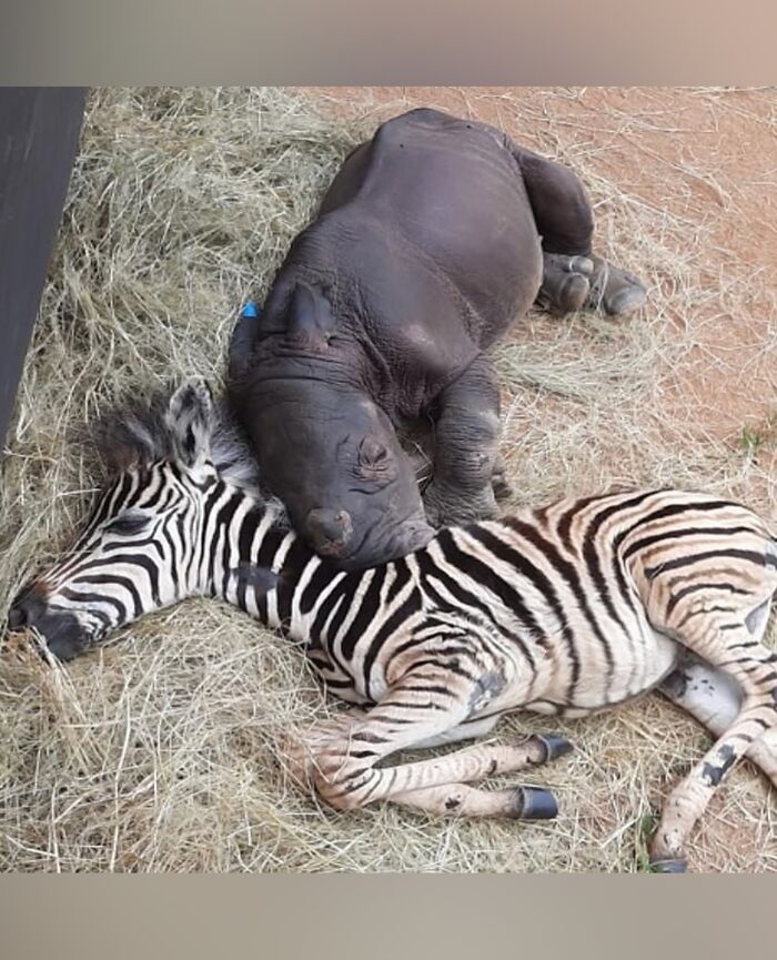 136 Adorable And Beautiful Animals That Might Brighten Up Your Day
