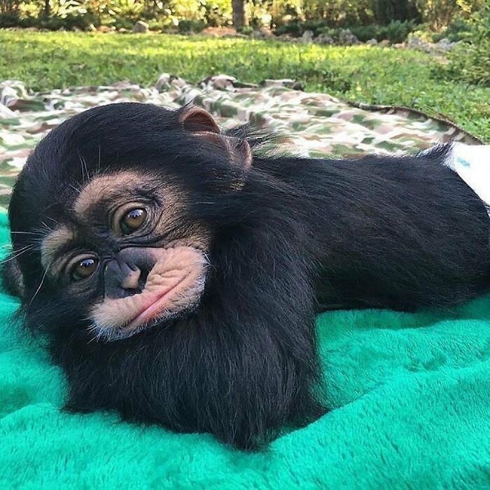 136 Adorable And Beautiful Animals That Might Brighten Up Your Day