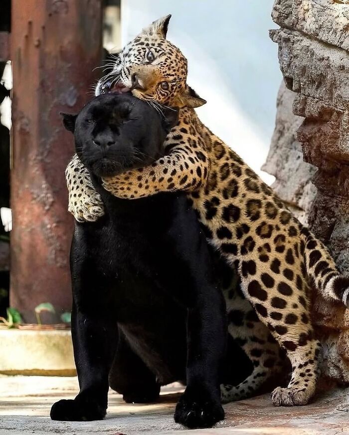 136 Adorable And Beautiful Animals That Might Brighten Up Your Day