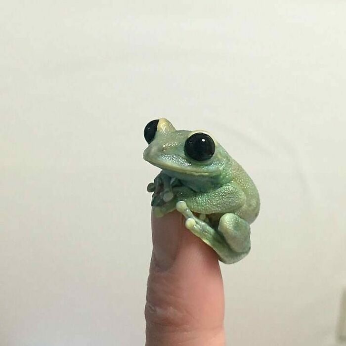 136 Adorable And Beautiful Animals That Might Brighten Up Your Day