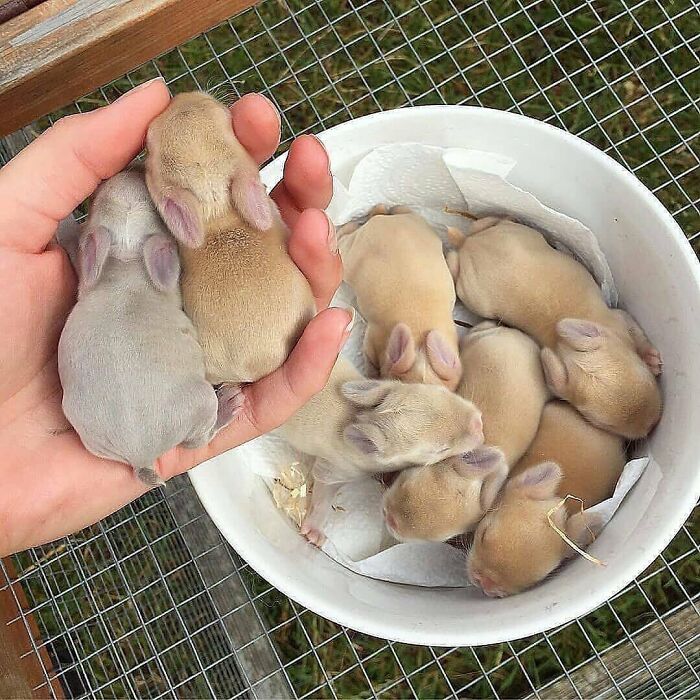 136 Adorable And Beautiful Animals That Might Brighten Up Your Day