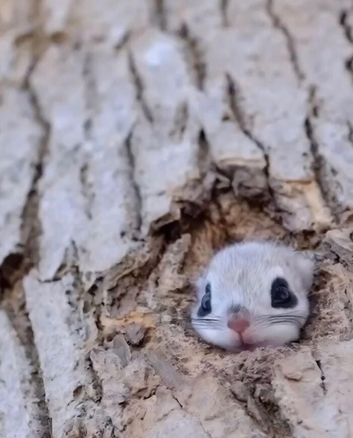 136 Adorable And Beautiful Animals That Might Brighten Up Your Day