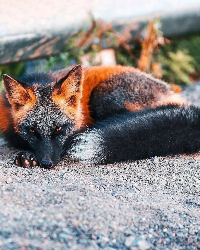 136 Adorable And Beautiful Animals That Might Brighten Up Your Day