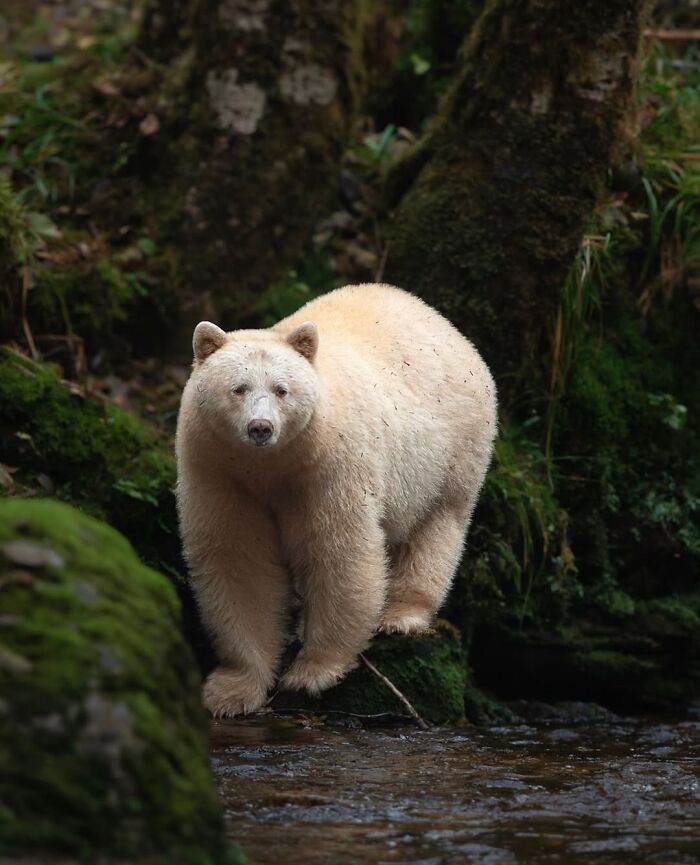136 Adorable And Beautiful Animals That Might Brighten Up Your Day
