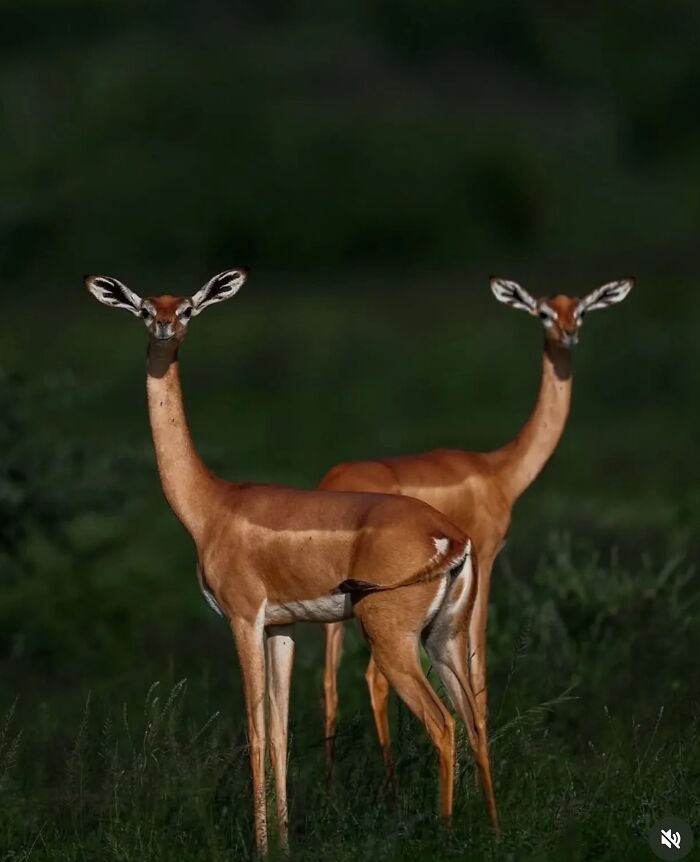 136 Adorable And Beautiful Animals That Might Brighten Up Your Day
