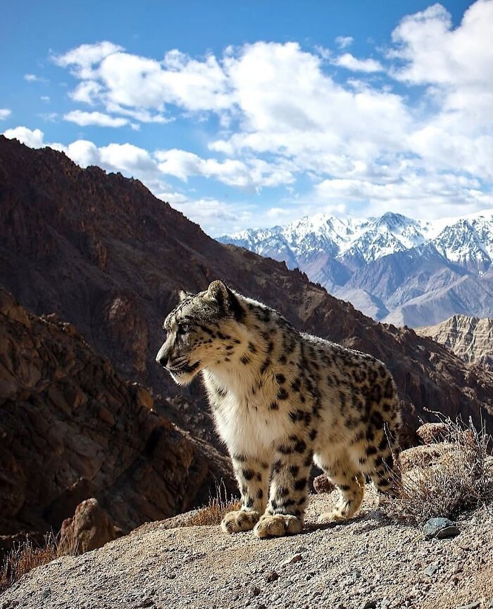 136 Adorable And Beautiful Animals That Might Brighten Up Your Day