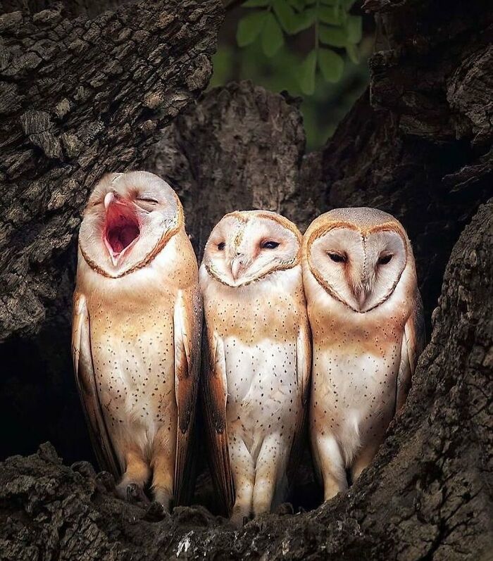 136 Adorable And Beautiful Animals That Might Brighten Up Your Day