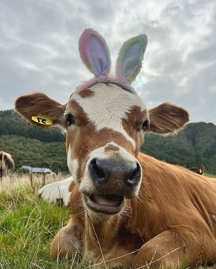 136 Adorable And Beautiful Animals That Might Brighten Up Your Day