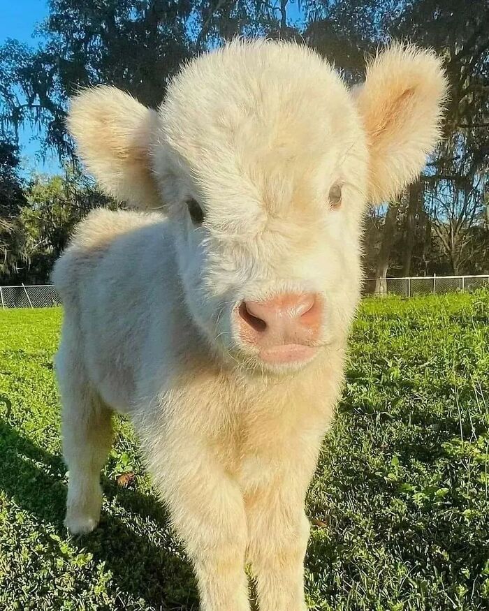 136 Adorable And Beautiful Animals That Might Brighten Up Your Day