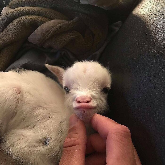 136 Adorable And Beautiful Animals That Might Brighten Up Your Day