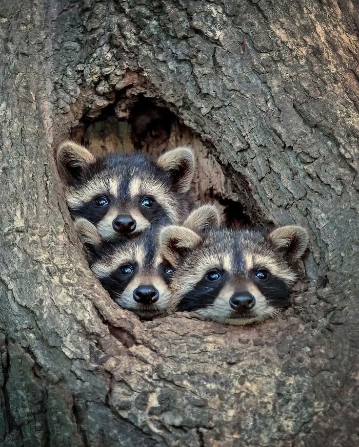 136 Adorable And Beautiful Animals That Might Brighten Up Your Day