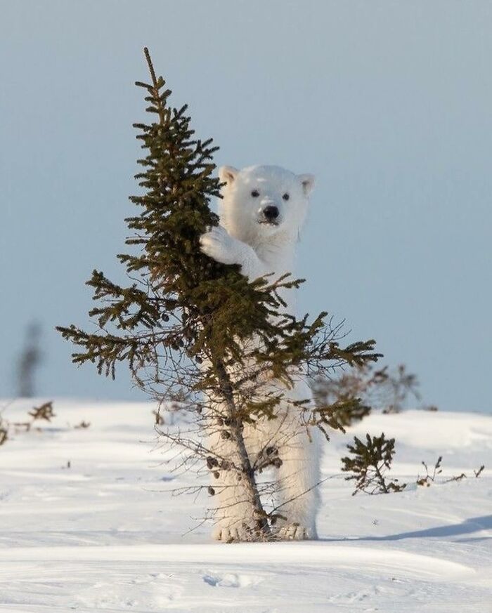 136 Adorable And Beautiful Animals That Might Brighten Up Your Day