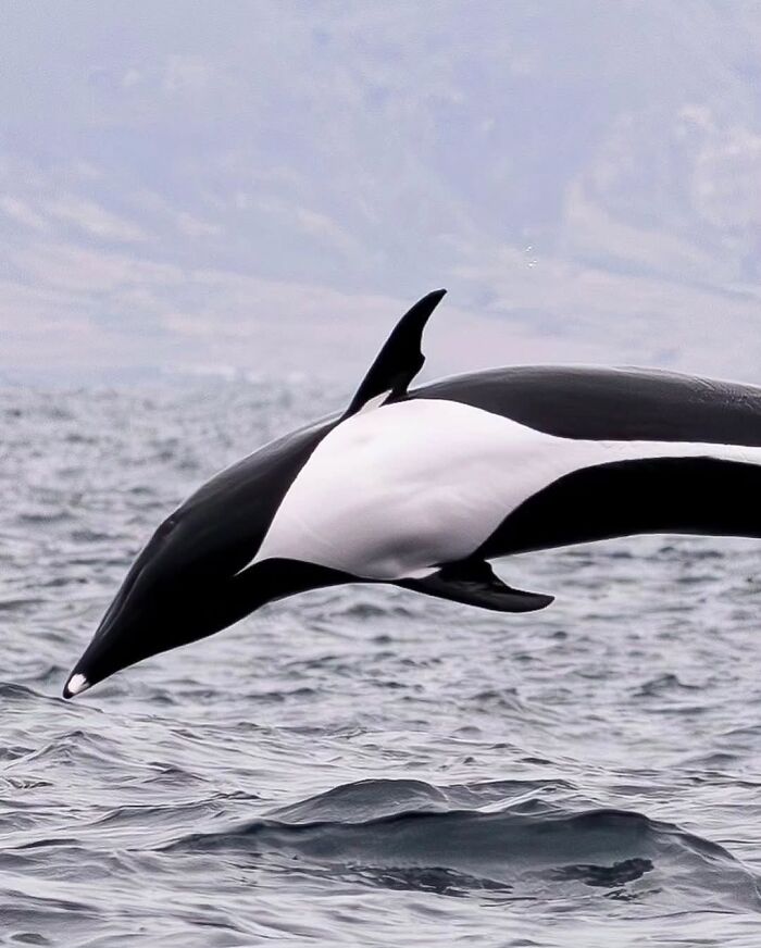 136 Adorable And Beautiful Animals That Might Brighten Up Your Day