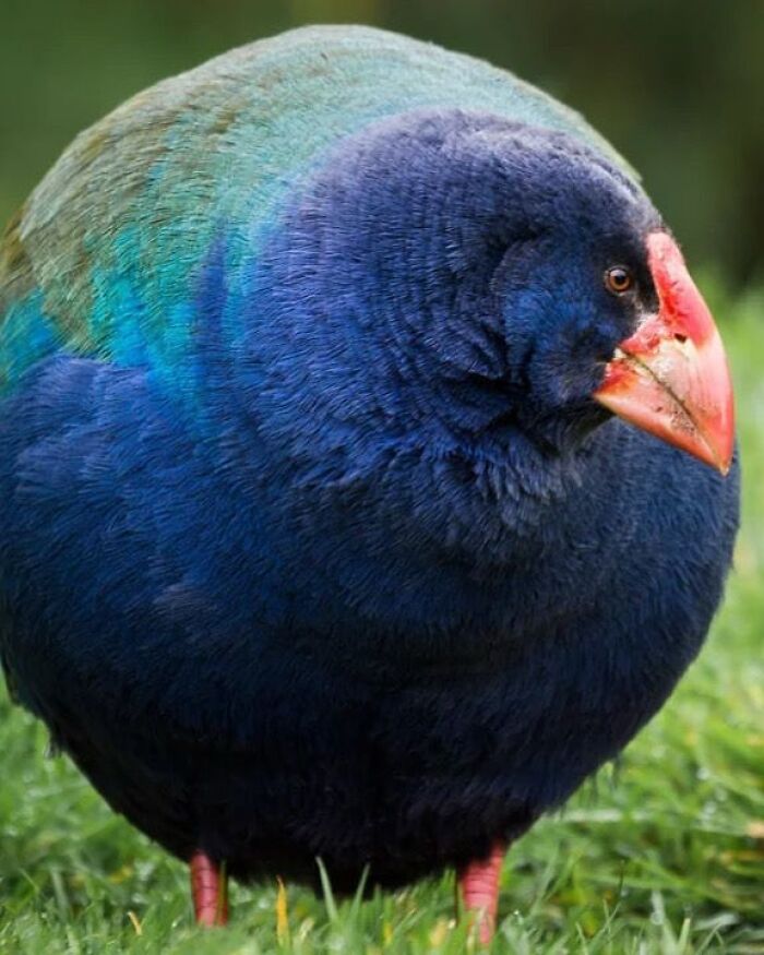 136 Adorable And Beautiful Animals That Might Brighten Up Your Day