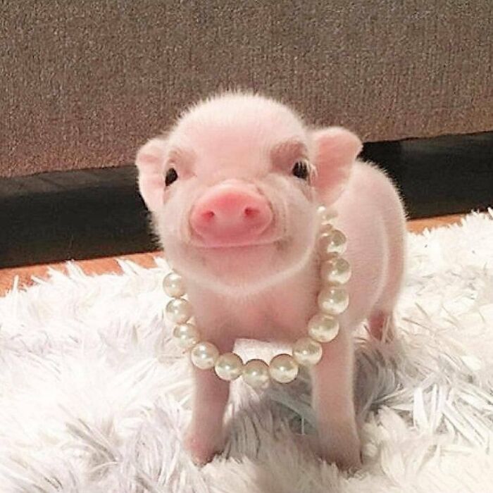 136 Adorable And Beautiful Animals That Might Brighten Up Your Day