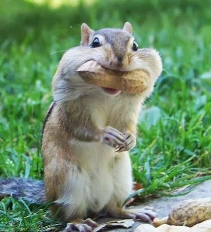 136 Adorable And Beautiful Animals That Might Brighten Up Your Day