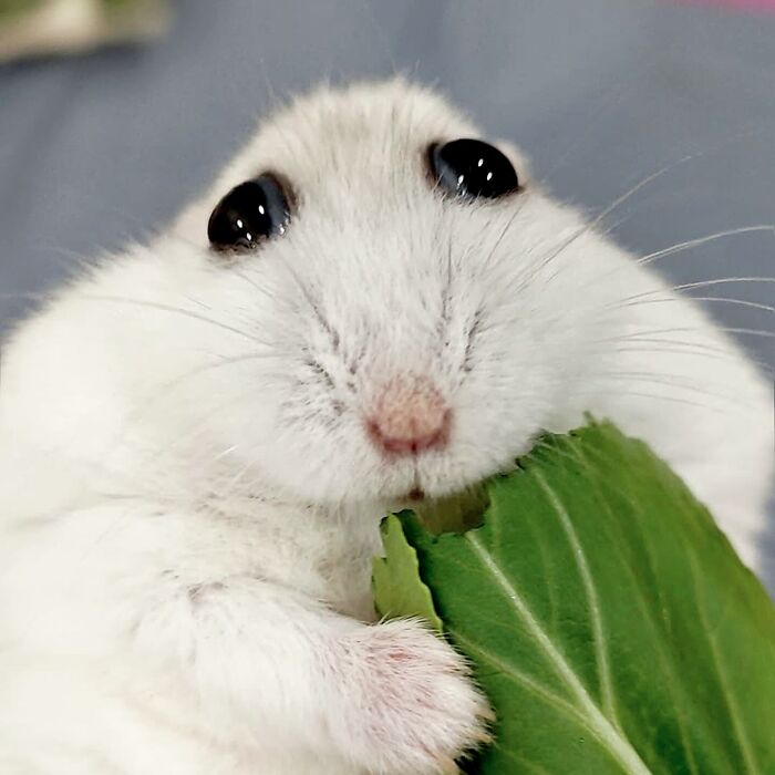 136 Adorable And Beautiful Animals That Might Brighten Up Your Day