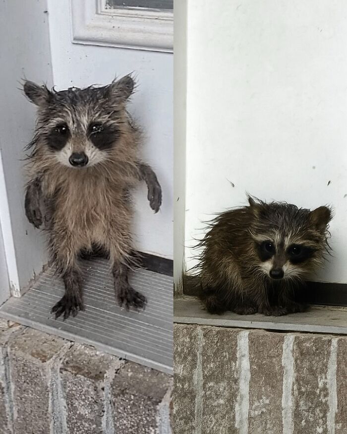 136 Adorable And Beautiful Animals That Might Brighten Up Your Day