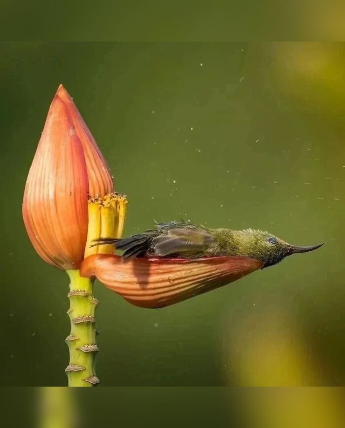136 Adorable And Beautiful Animals That Might Brighten Up Your Day