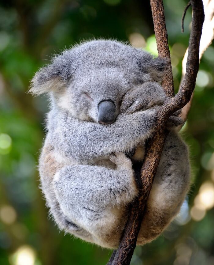 136 Adorable And Beautiful Animals That Might Brighten Up Your Day