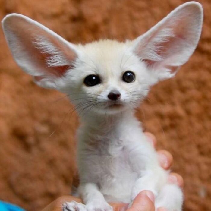136 Adorable And Beautiful Animals That Might Brighten Up Your Day