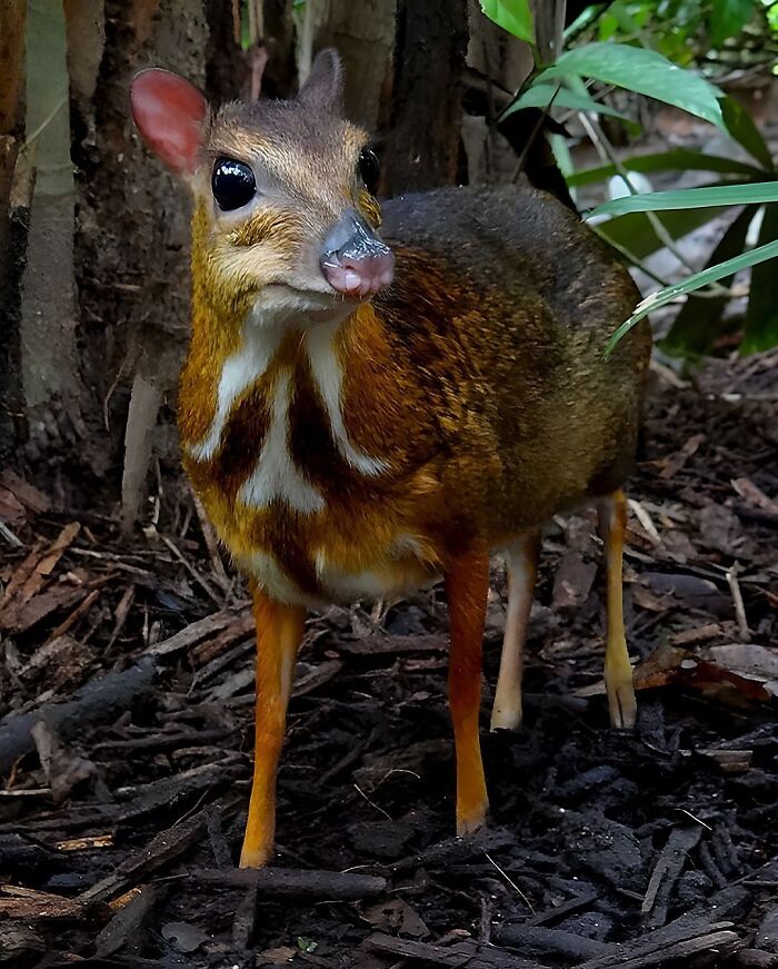 136 Adorable And Beautiful Animals That Might Brighten Up Your Day