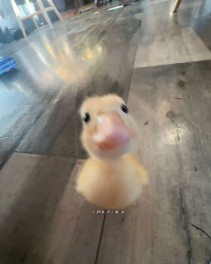 136 Adorable And Beautiful Animals That Might Brighten Up Your Day