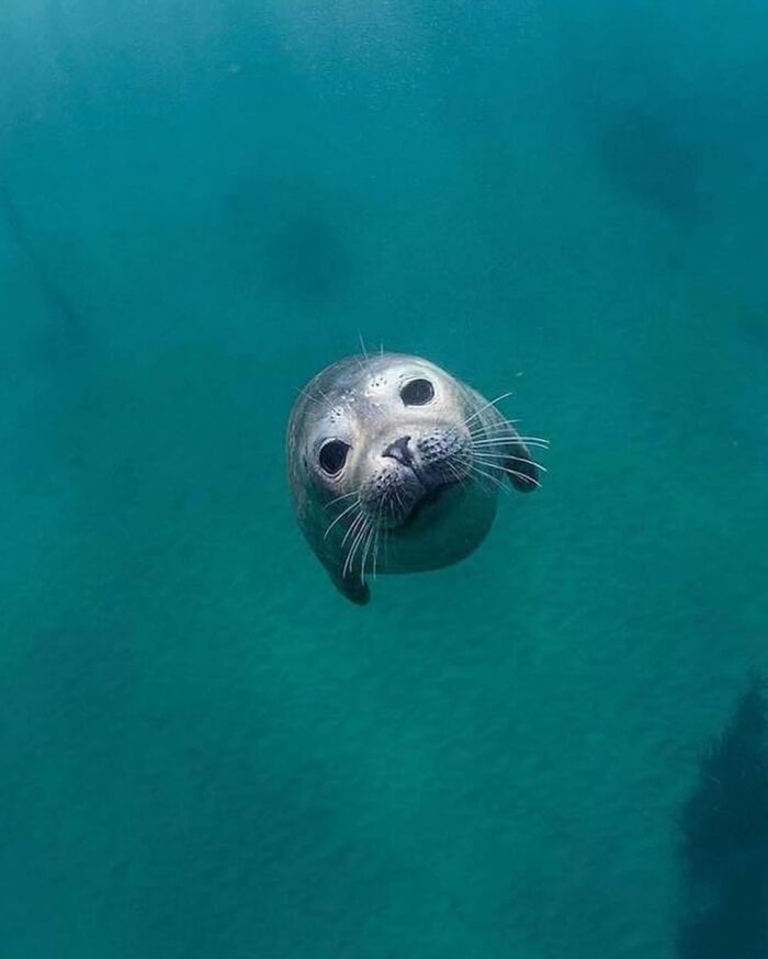 136 Adorable And Beautiful Animals That Might Brighten Up Your Day
